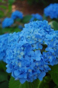  Hydrangeas 