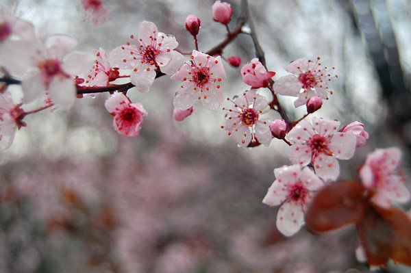 cliftoninnpinkflowerrain