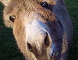 donkey
