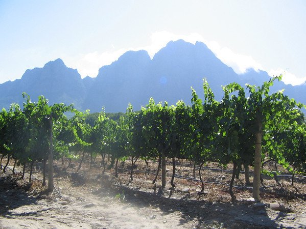 South African wine regions