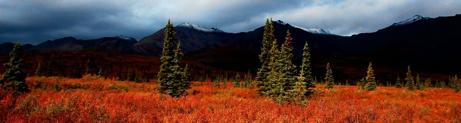 best travel photos 2013, Denali national park