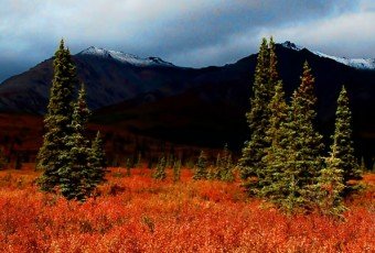 best travel photos 2013, Denali national park