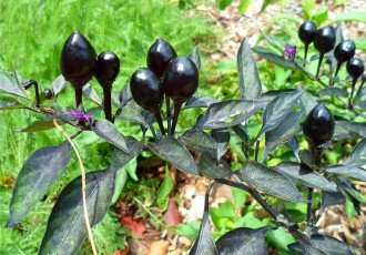 black berries