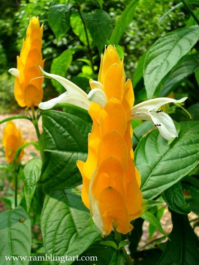 Brisbane, Australia: Botanic Gardens at Mt Coot tha Queensland Australia