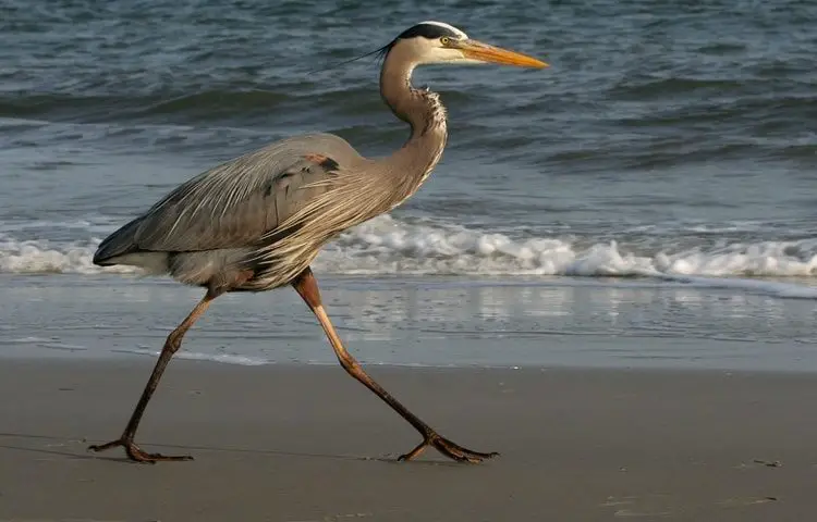 wildlife beach blue heron