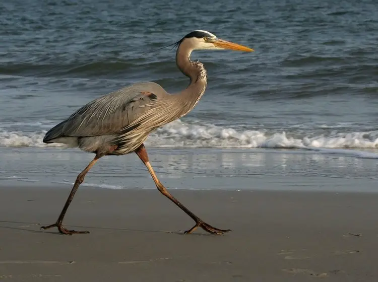 wildlife beach blue heron