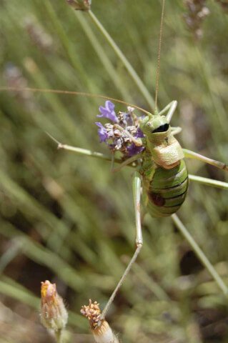 smiling bug provence