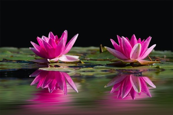 pink lilies pond