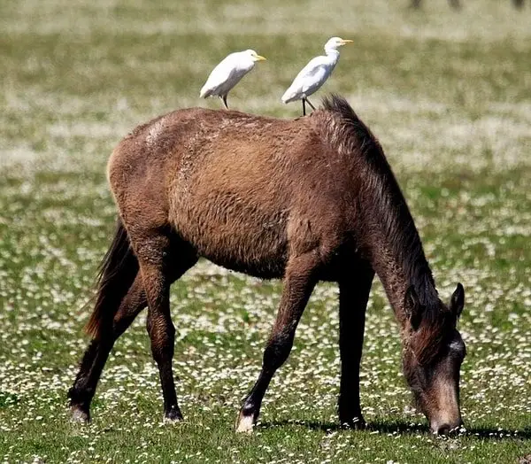 wild horse egret