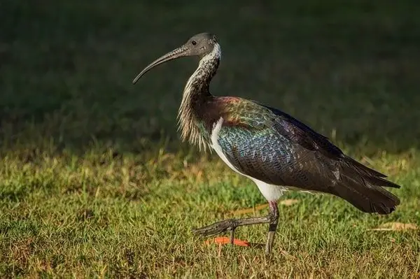 bird wild Australia