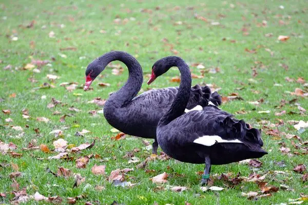 black goose Australia