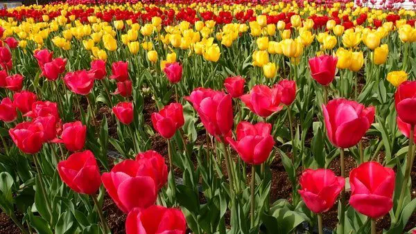 flower bloom tulips