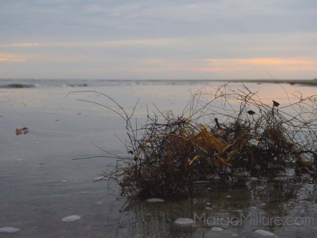 beach south carolina harbor island