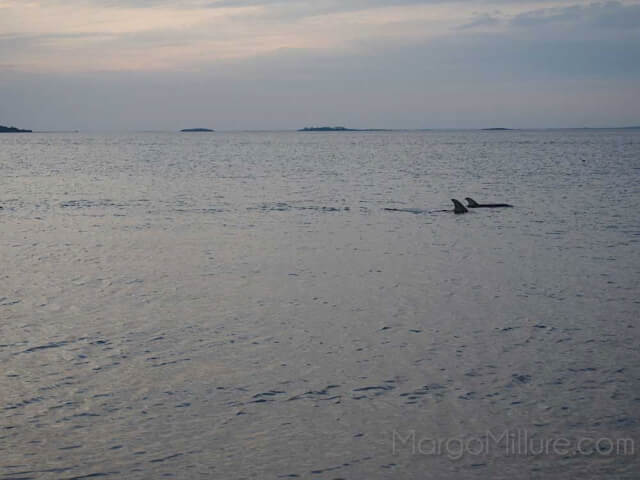 south carolina dolphins