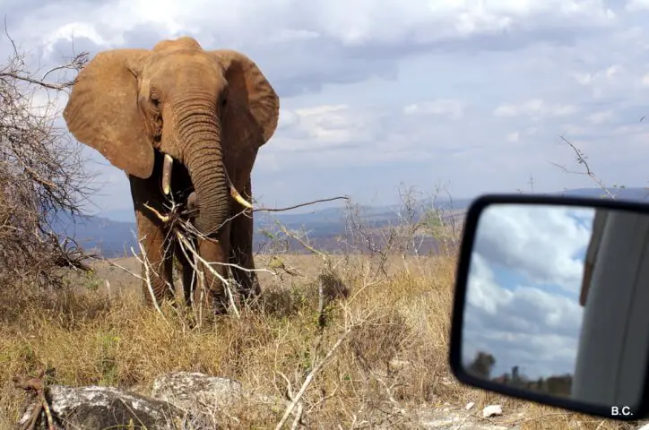 On safari at Lumo Community Wildlife Reserve in Kenya.