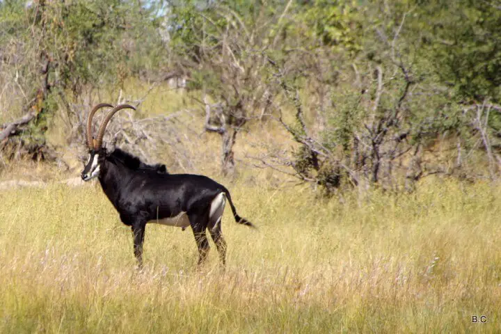 caprivi (2)-001