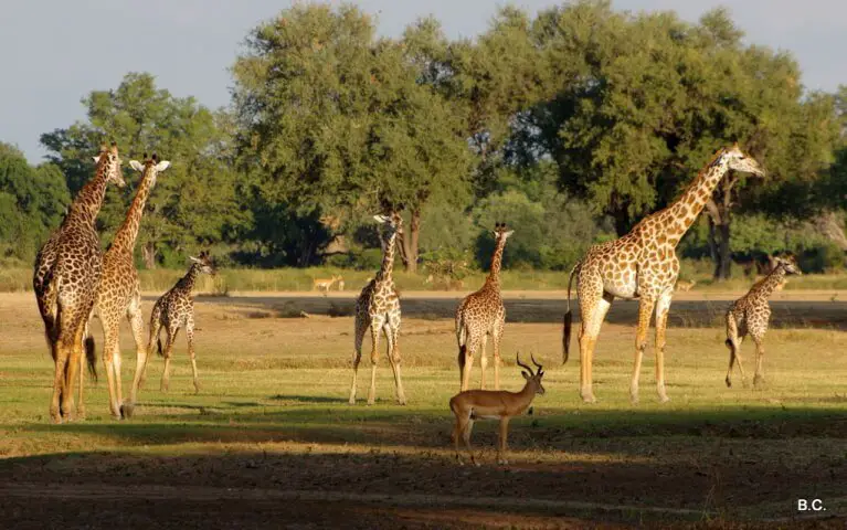 luangwa (5)-001