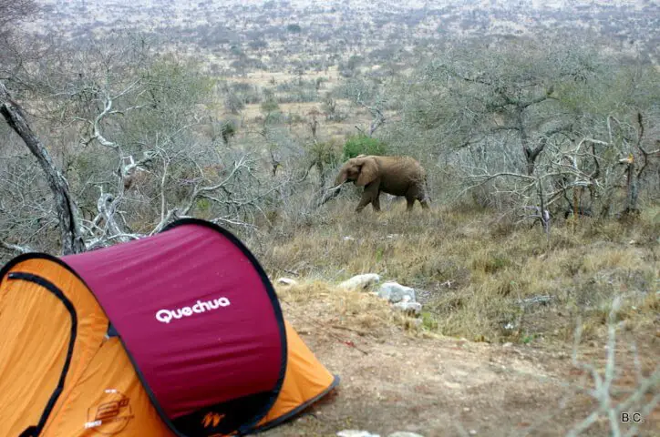 Camping inside a national park gives you up-close encounters with the wild animals of Africa.