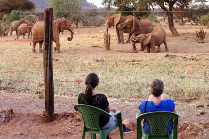 Watching the elephants drink from the water hole at the edge of Tsavo East National Park, for free from our lodge.