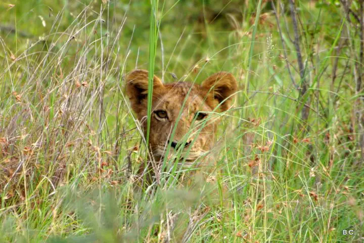 It takes mindful searching to find the ears of an infant lion poking out of tall yellow grass.