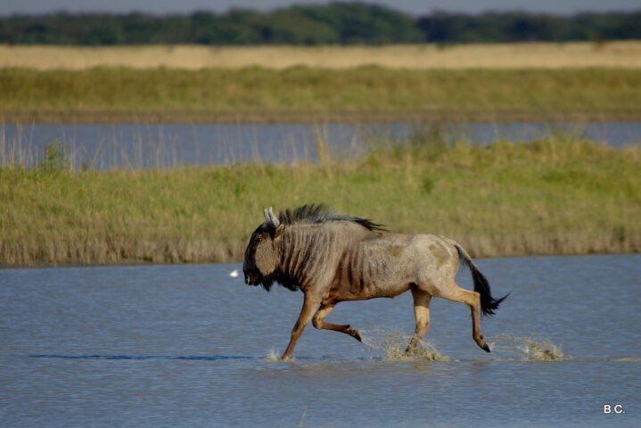 Wildebeest roaming freely in Botswana's Nata Bird Sanctuary.