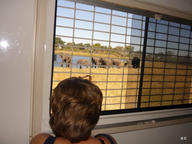 Stop the car, turn off the engine, blend into the scenery - and be surrounded by a herd of elephants!