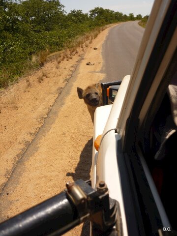 We'd been parked on the road so long that this baby hyena became very curious indeed!