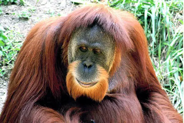 borneo-best-things-to-do-orangutan