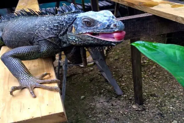 best-things-to-do-in-belize-iguana