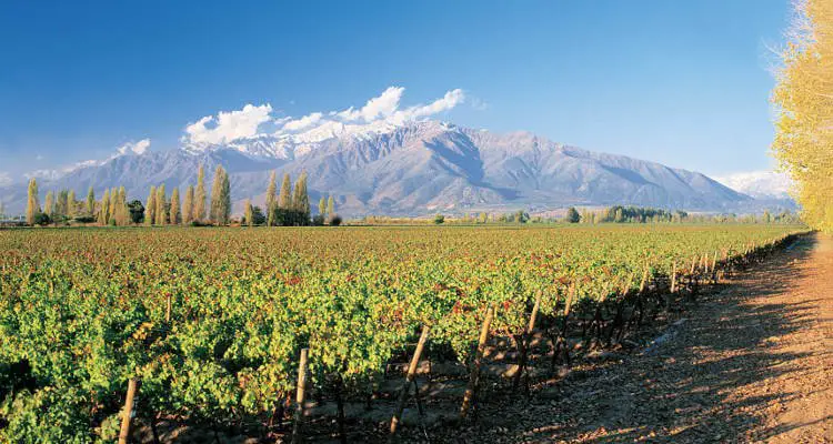 casablanca-wine-valley-in-chile