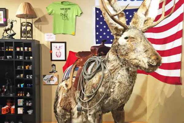 five-quirky-things-us-jackalope