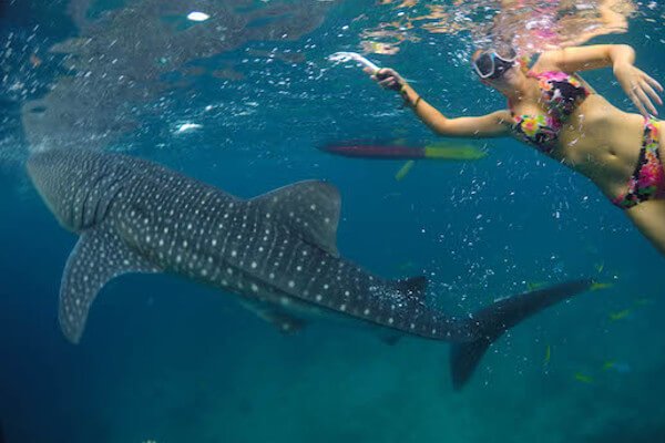 nine-stops-in-cebu-philippines-whale-shark