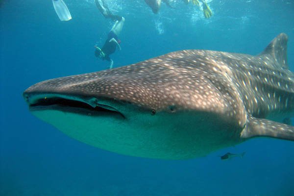 things-to-do-in-maldives-whales