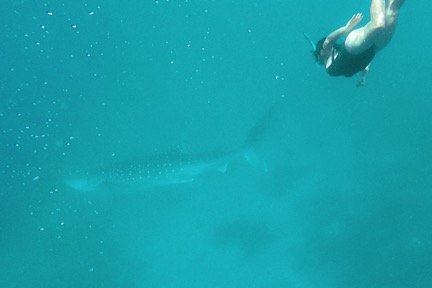  Whale Sharks in Oslob, Visayas