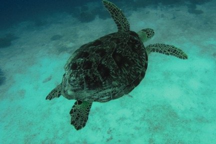 things-to-do-in-Visayas-Sea Turtles near Apo Island