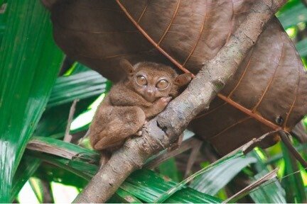 Philippine Tarsier Sanctuary Visayas