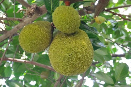 breadfruit growing on tree