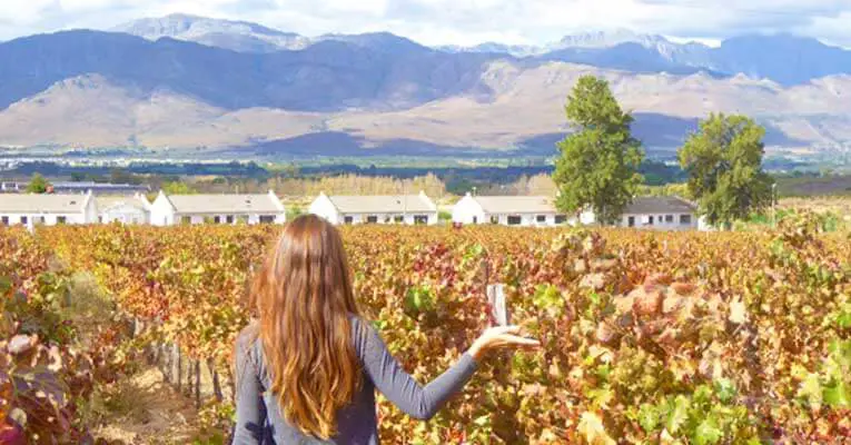 South Africas Winelands Of The Cape Online Read