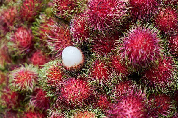 Rambutan