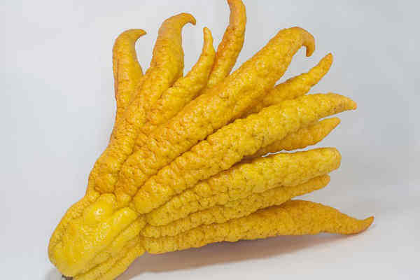 finger citron