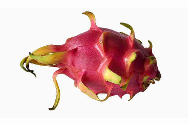 pitaya dragon fruit