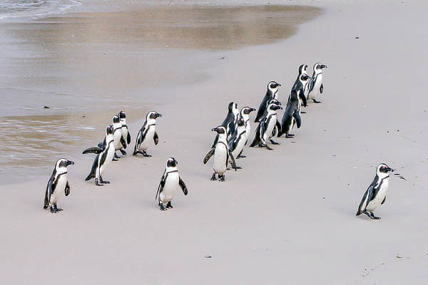 Boulders Beach