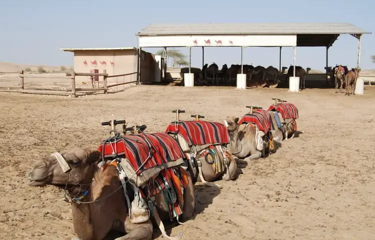israel camel train