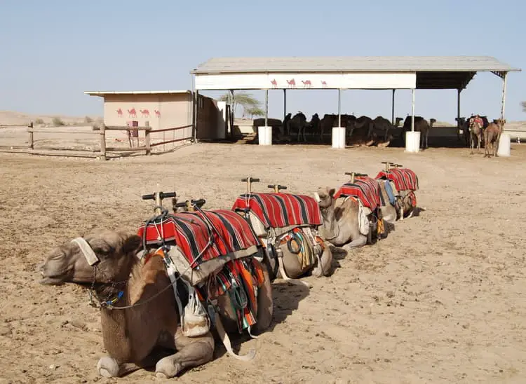 israel camel train