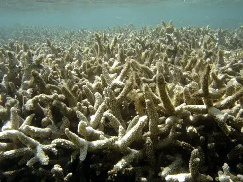 dead coral reef