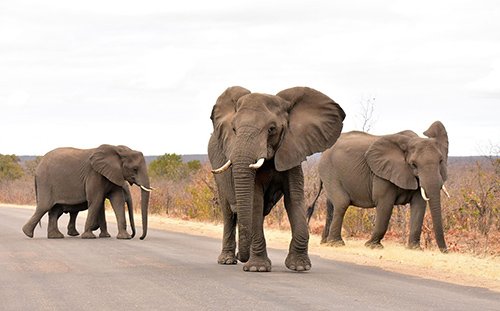 Elephants of Kruger National Park