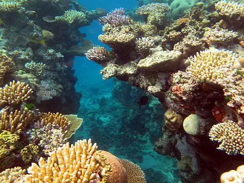 The Great Barrier Reef