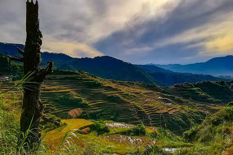 View along the embankment of Maligcong Rice Terraces upon descending Mt. Kupapey. Taken at Bontoc, Mountain Province.