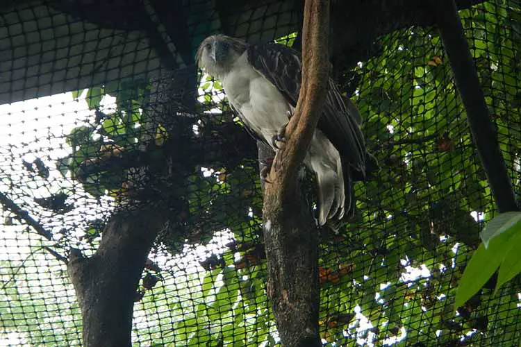 Philippine Eagle - Pithecophaga jefferyi - Ninoy Aquino Parks & Wildlife Center