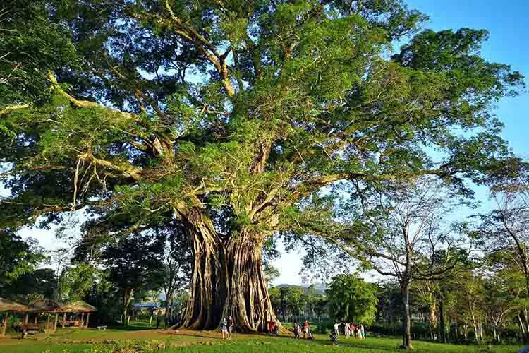 Canlaon City - Century Tree Dalakit